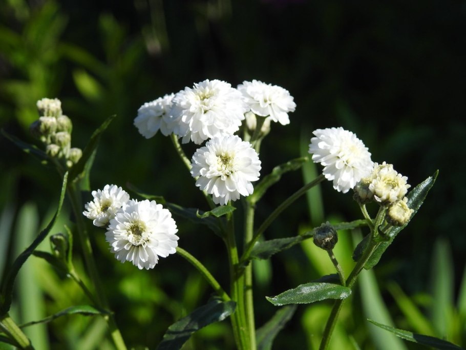 Гипсофила Жемчужница