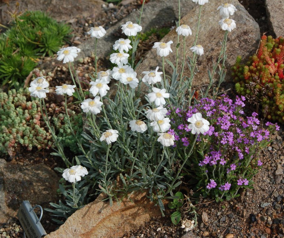Агератолистный тысячелистник (achillea ageratifolia)