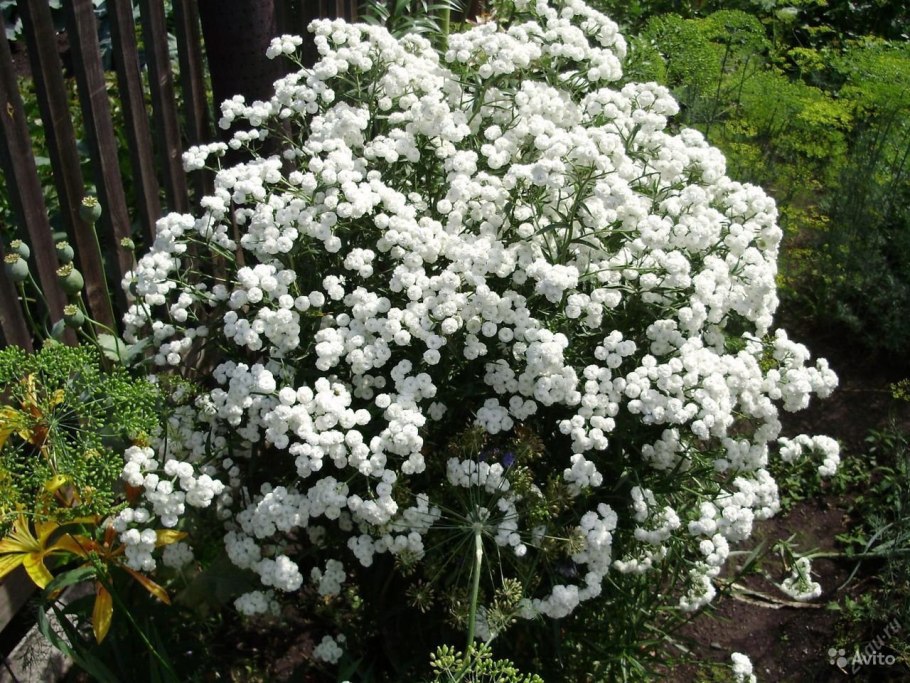 Тысячелистник птармика