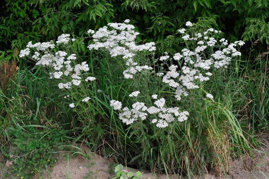Тысячелистник Ахиллея птармика