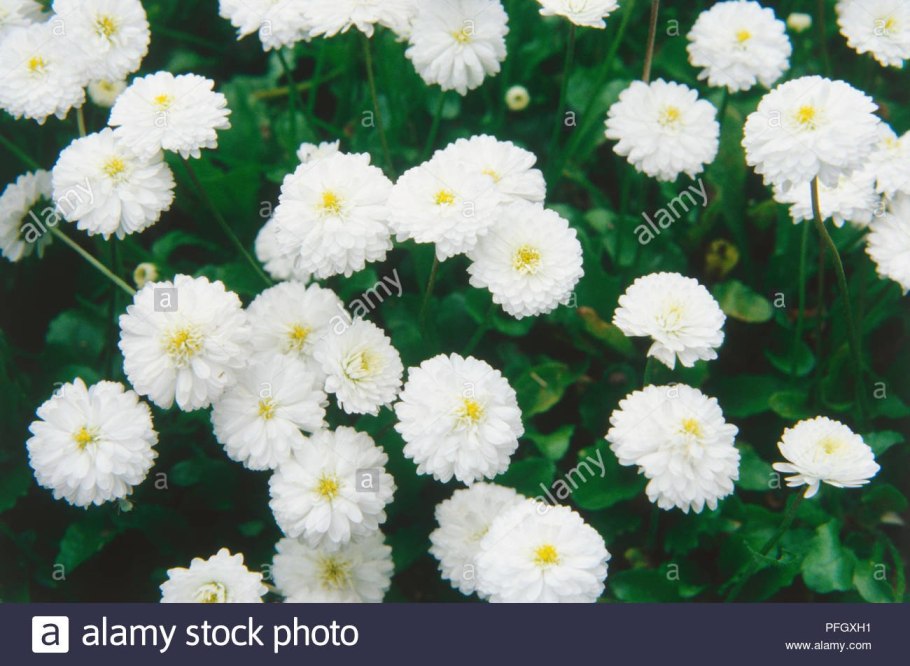 Цветы садовые многолетние белые как жемчуг