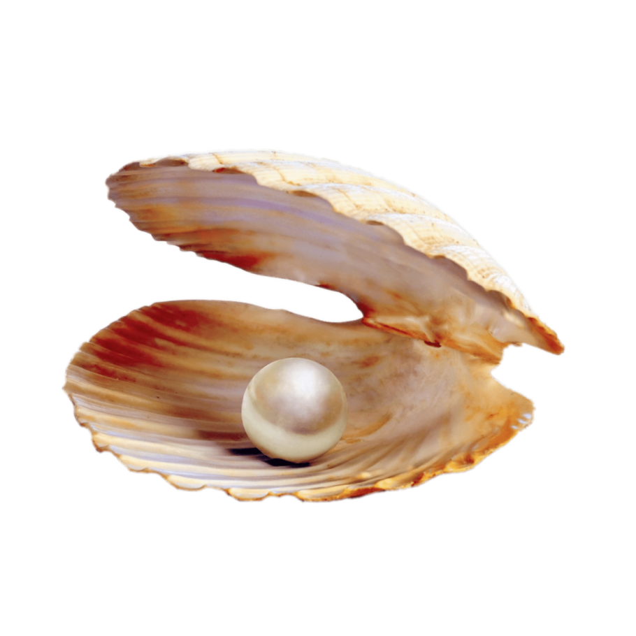 Морская жемчужница моллюск