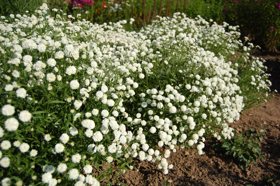 Анафалис маргариточный