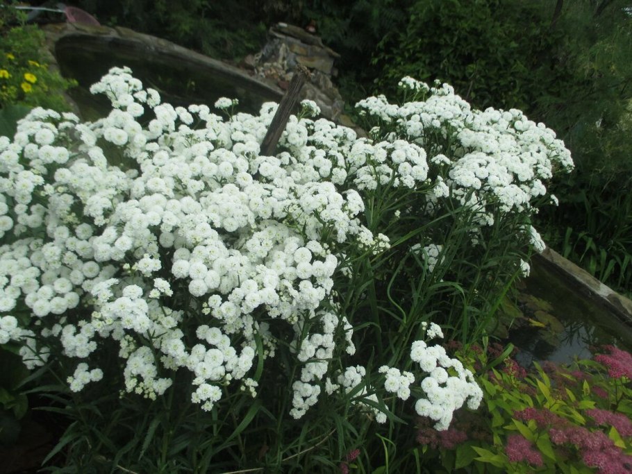 Тысячелистник птармика Жемчужница