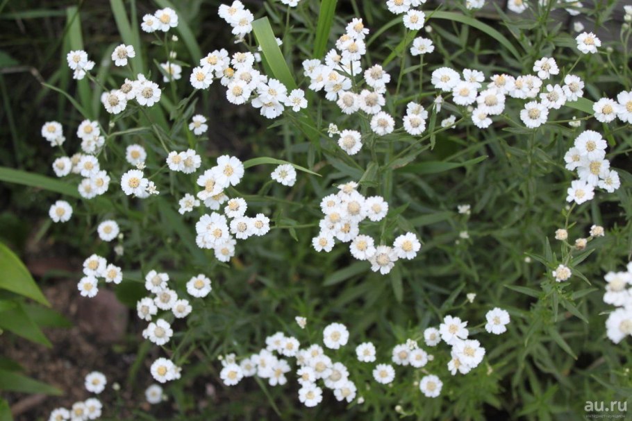 Тысячелистник обыкновенный (птармика)