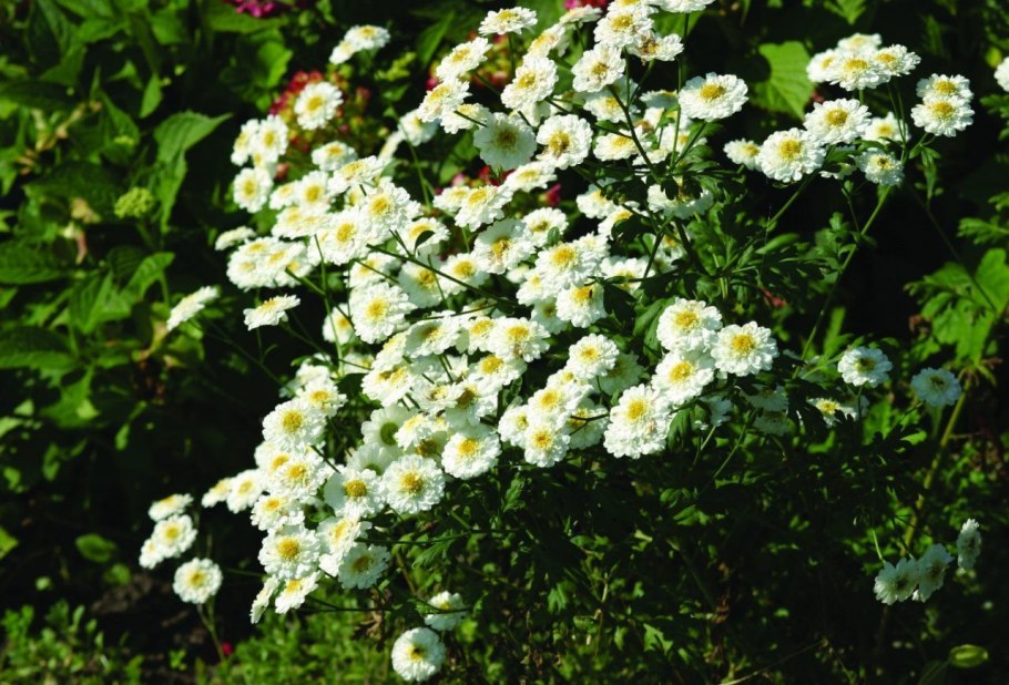 Тысячелистник агератолистный