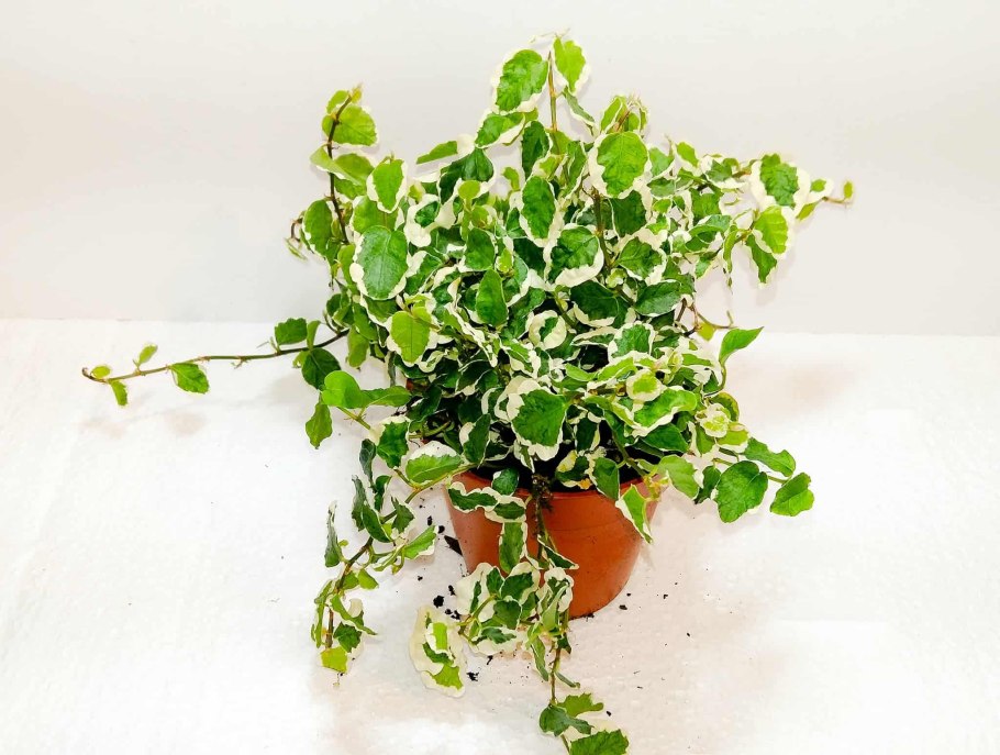 Фикус Пумила Санни