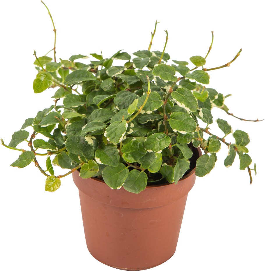 Фикус примула Вайт сани