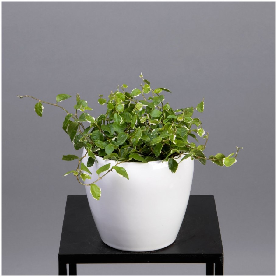 Пумила White Sunny