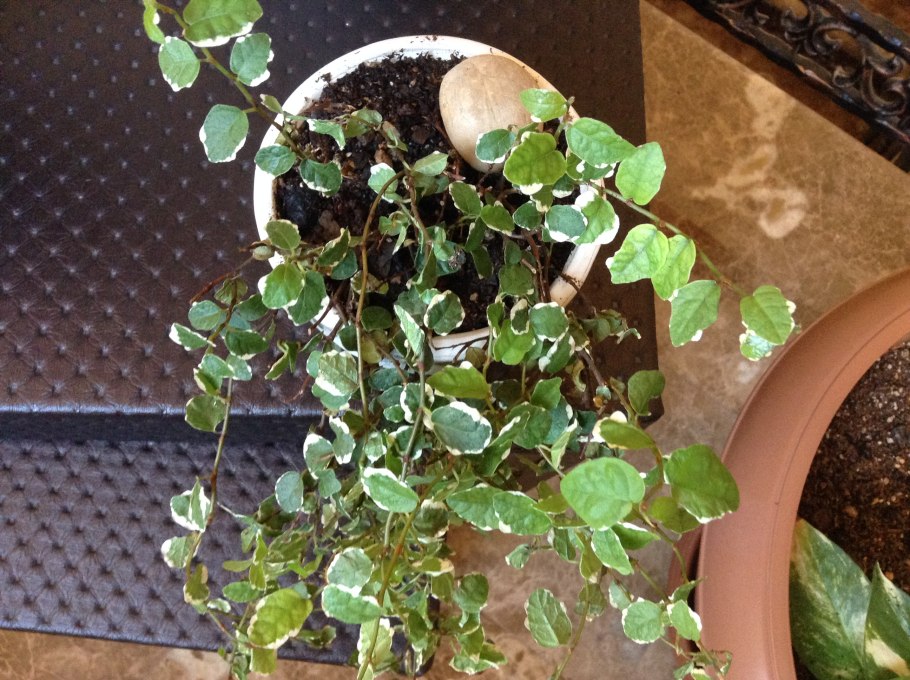 Pumila фикус Пумила