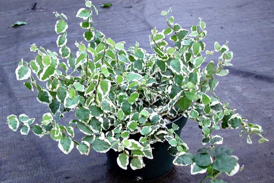 Фикус Бенджамина ампельный