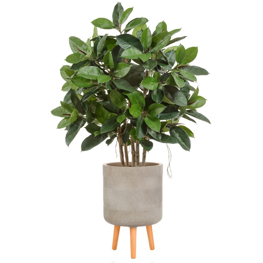 Бегония плющ фикус