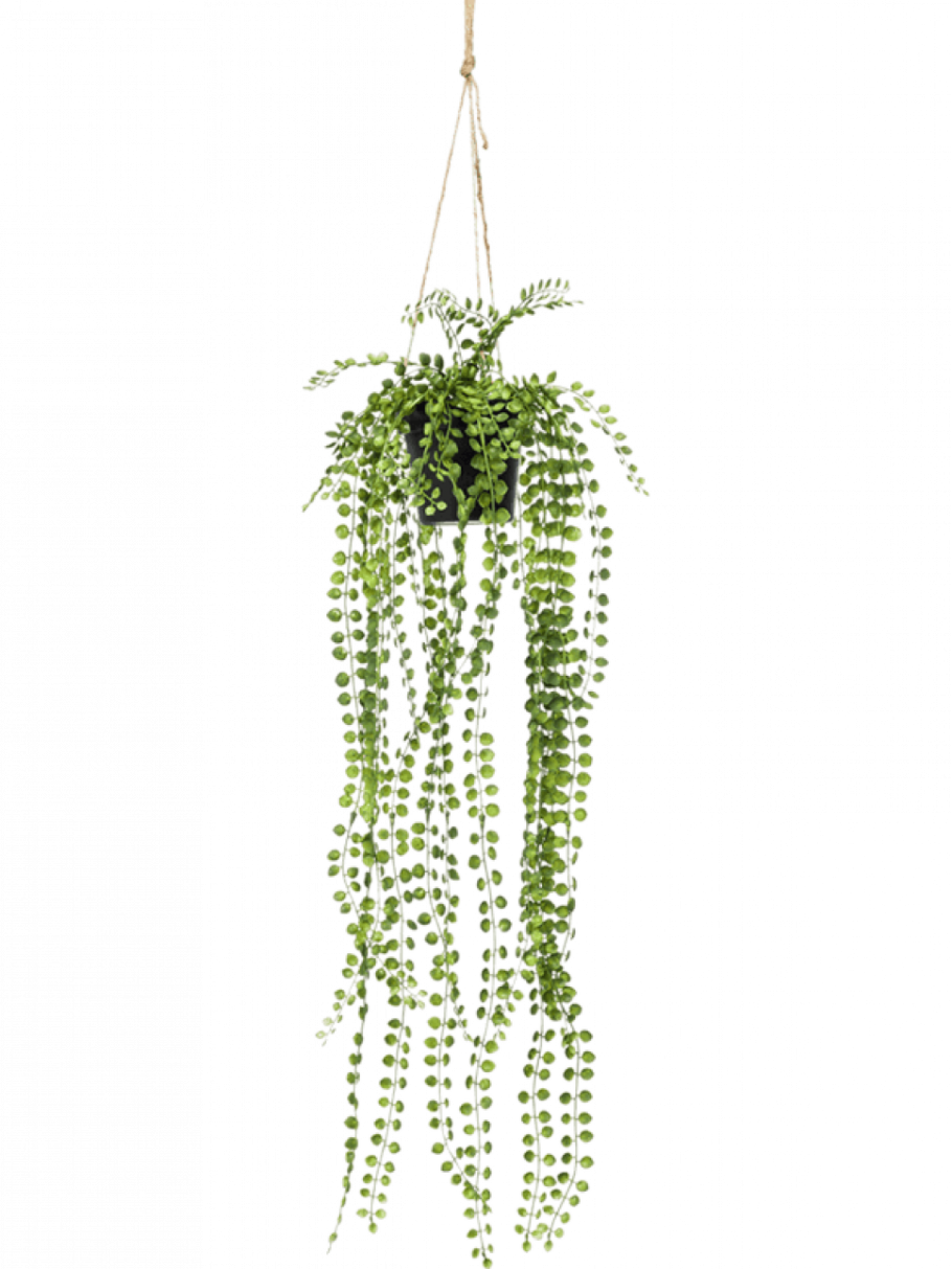 Фокус пумпила ампельный