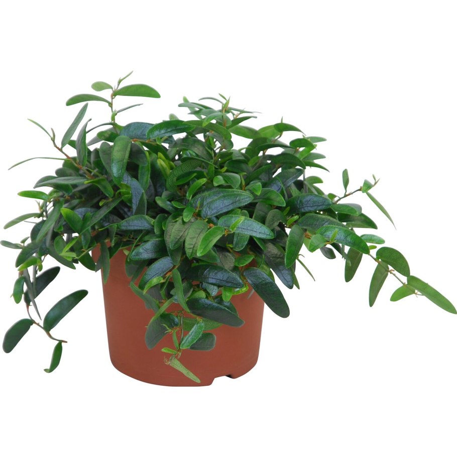 Лиана сциндапсус Эпипремнум