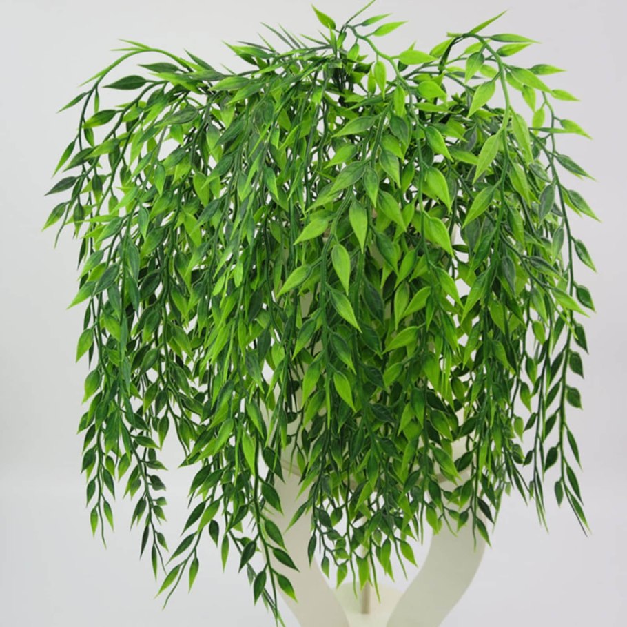Ficus pumila l.