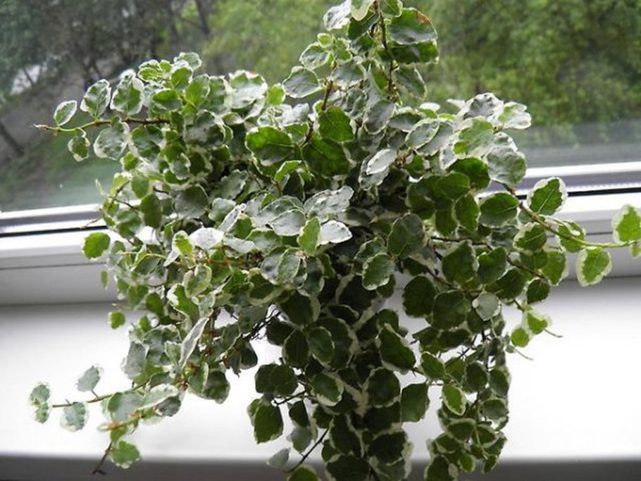 Фикус Пумила Керли