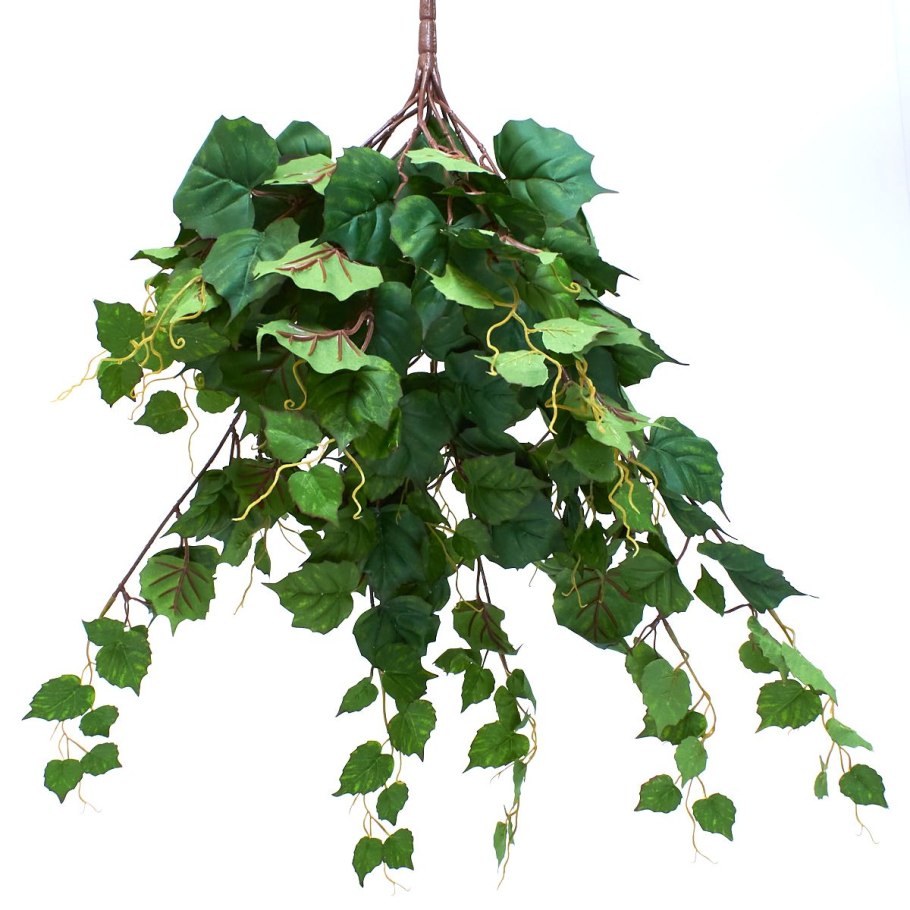 Фикус Пумила ползучий