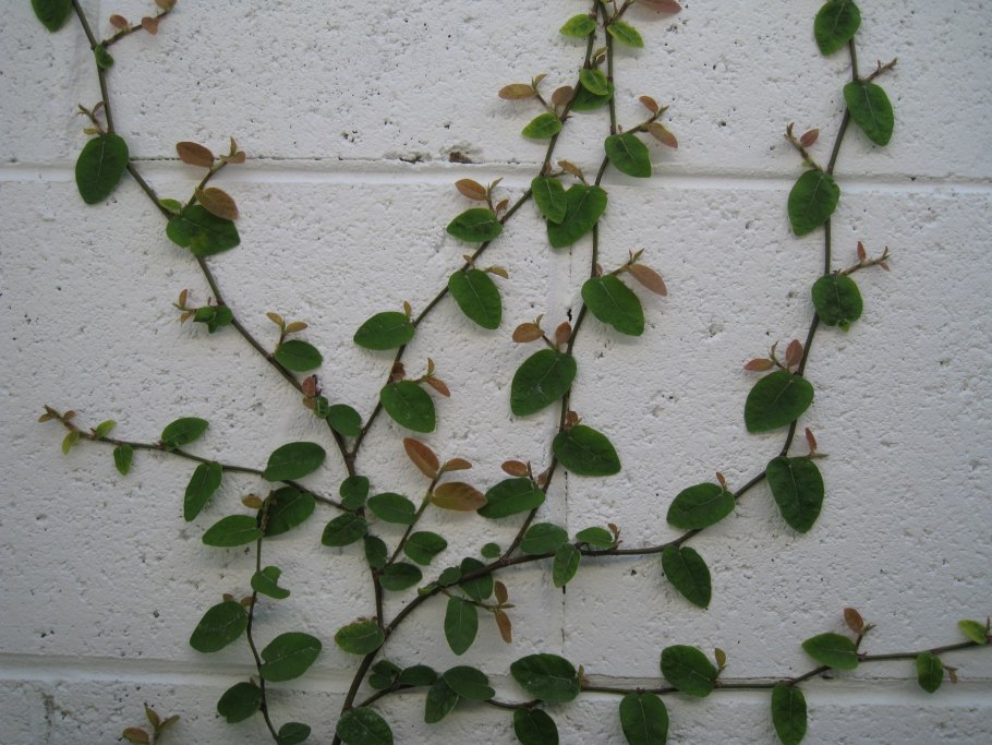 Фикус Пумила