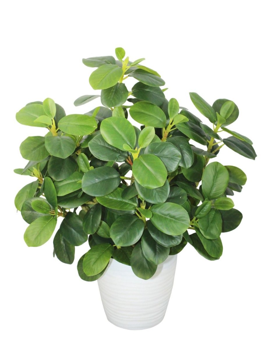 Фикус Пумила ампельный