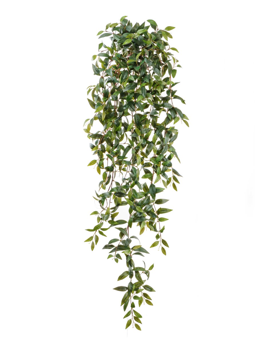 Фикус Пумила Грин