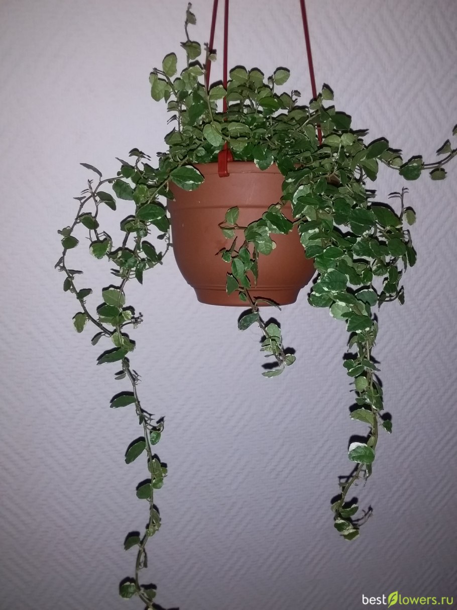 Сциндапсус Вьюн Лиана