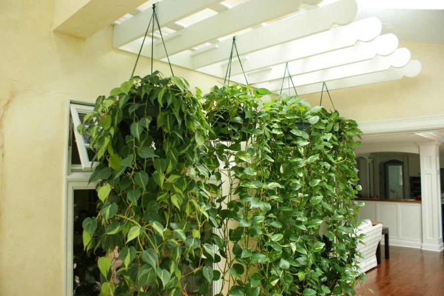 Сциндапсус вьюн лиана