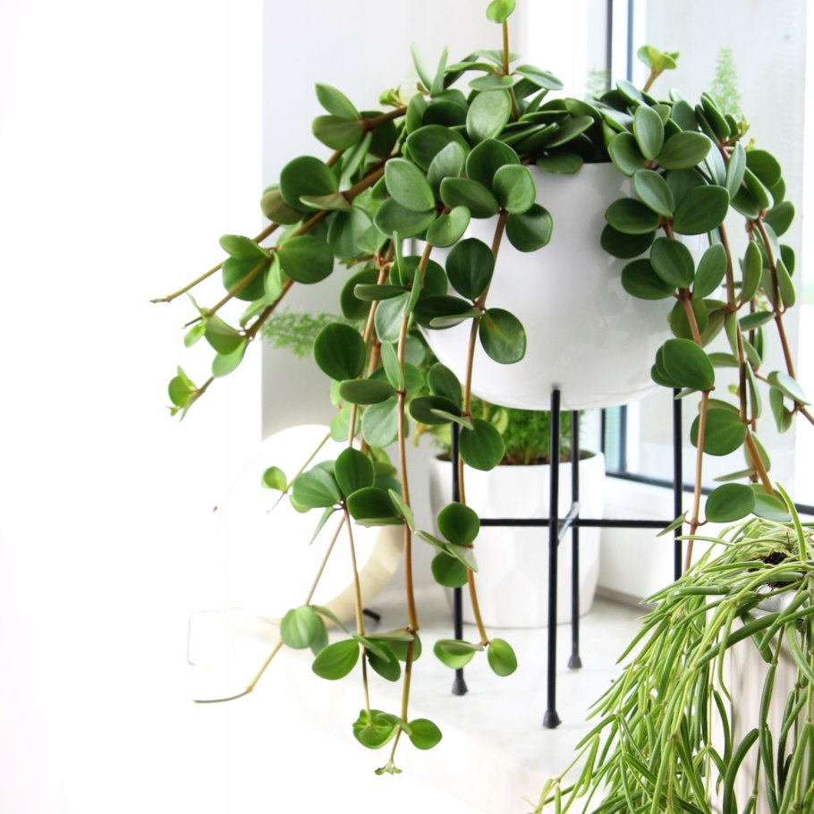 Лиана Эпипремнум