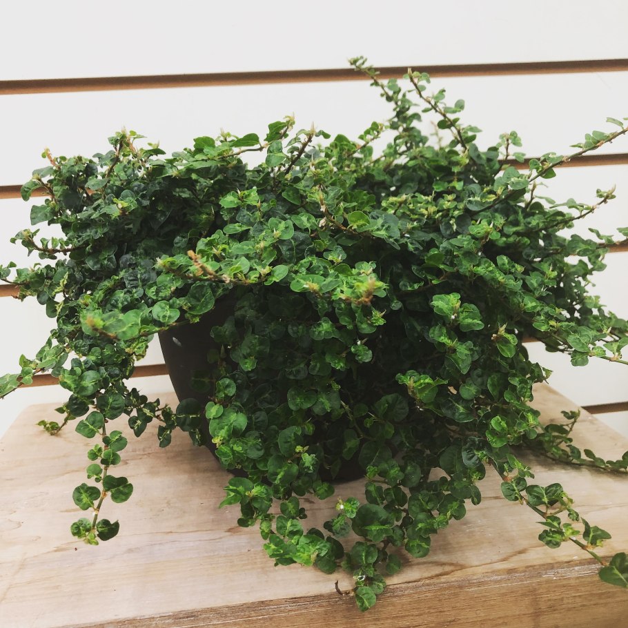 Традесканция зеленая ампельная