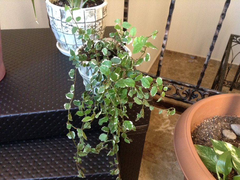 Карликовый фикус Пумила