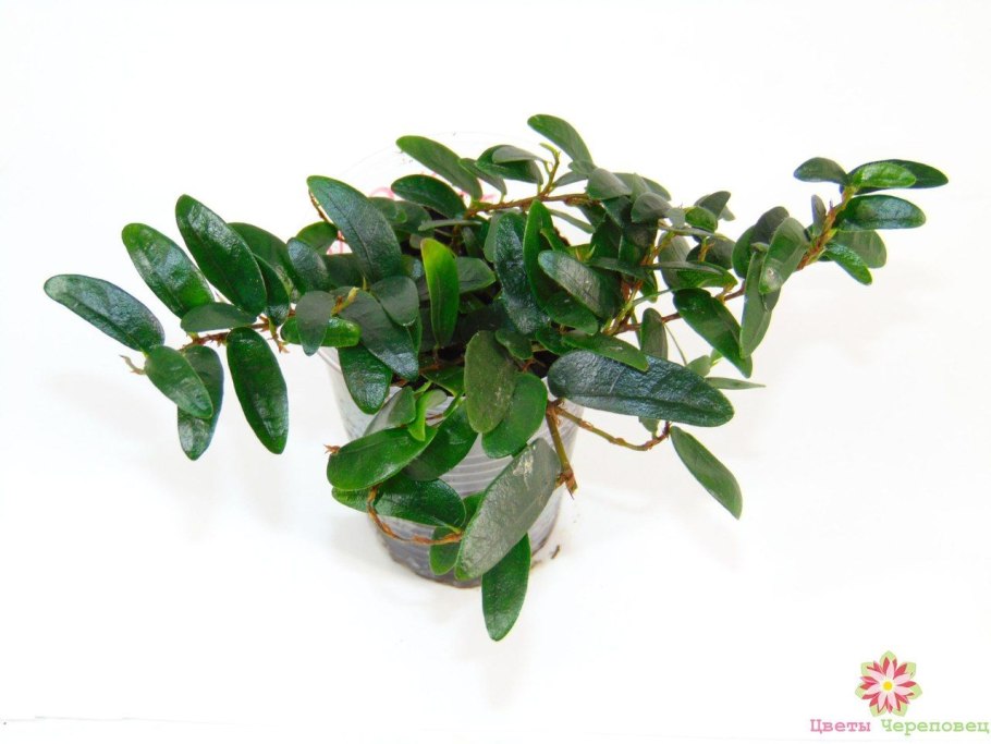 Фикус Пумила