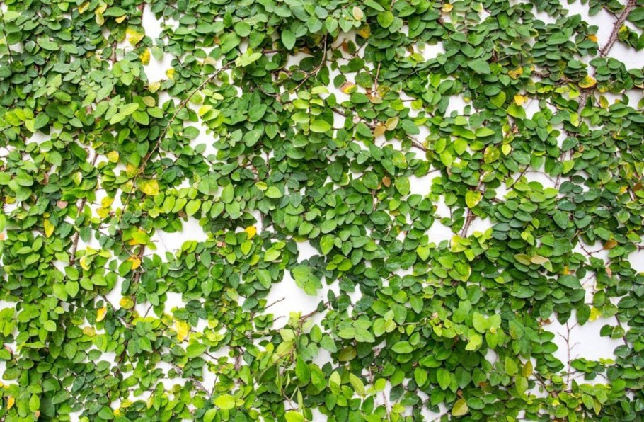Дихондра ампельная