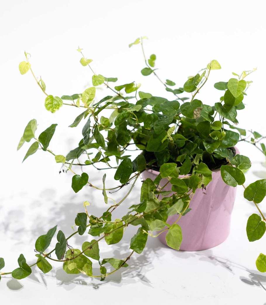 Свисающие растения