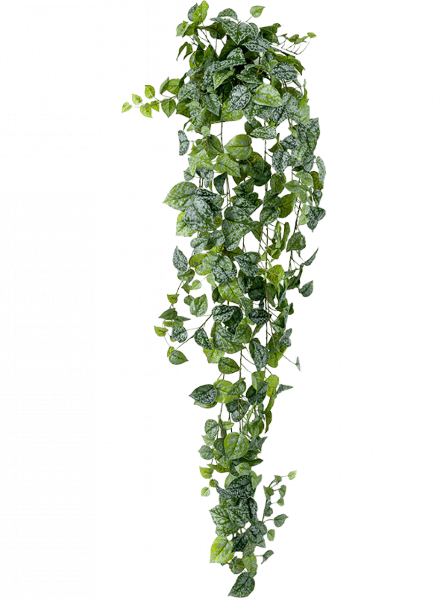 Плющ Хедера Хеликс