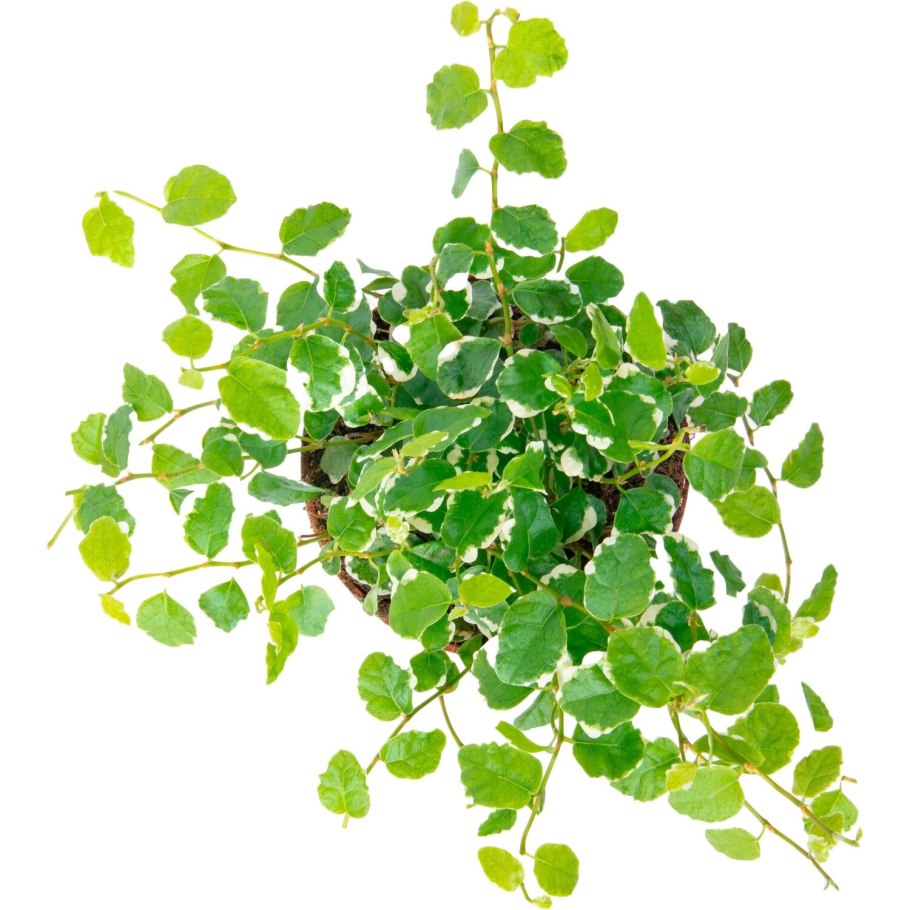 Фикус Пумила Уайт Санни