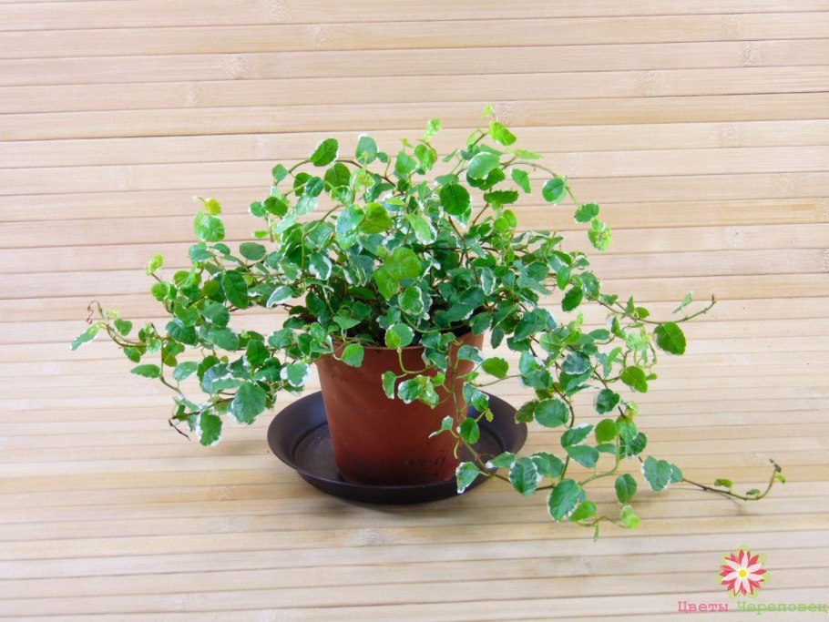 Фикус Пумила ампельный