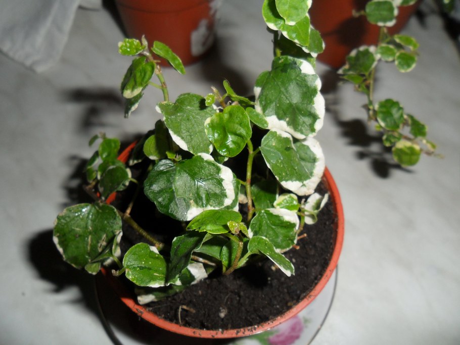 Фикус пумила ампельный