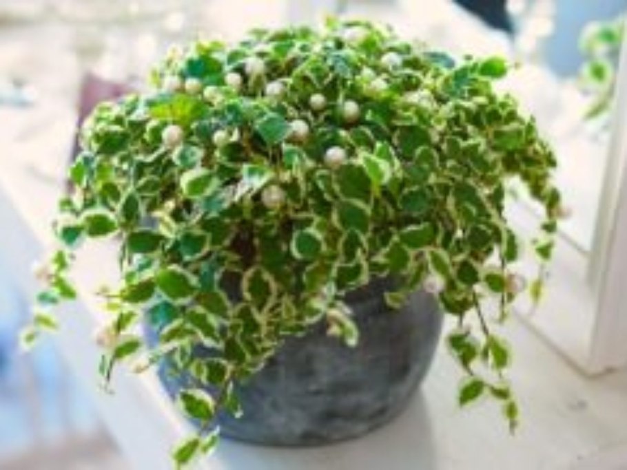 Фикус Пумила ампельный