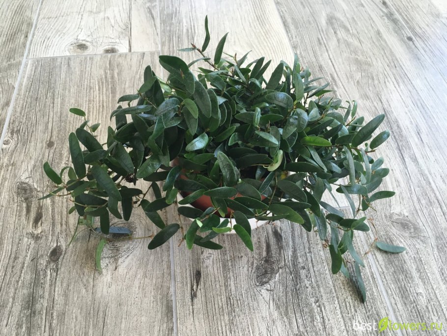 Ампельный фикус Анук