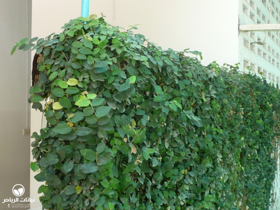 Пеперомия туполистная цветы