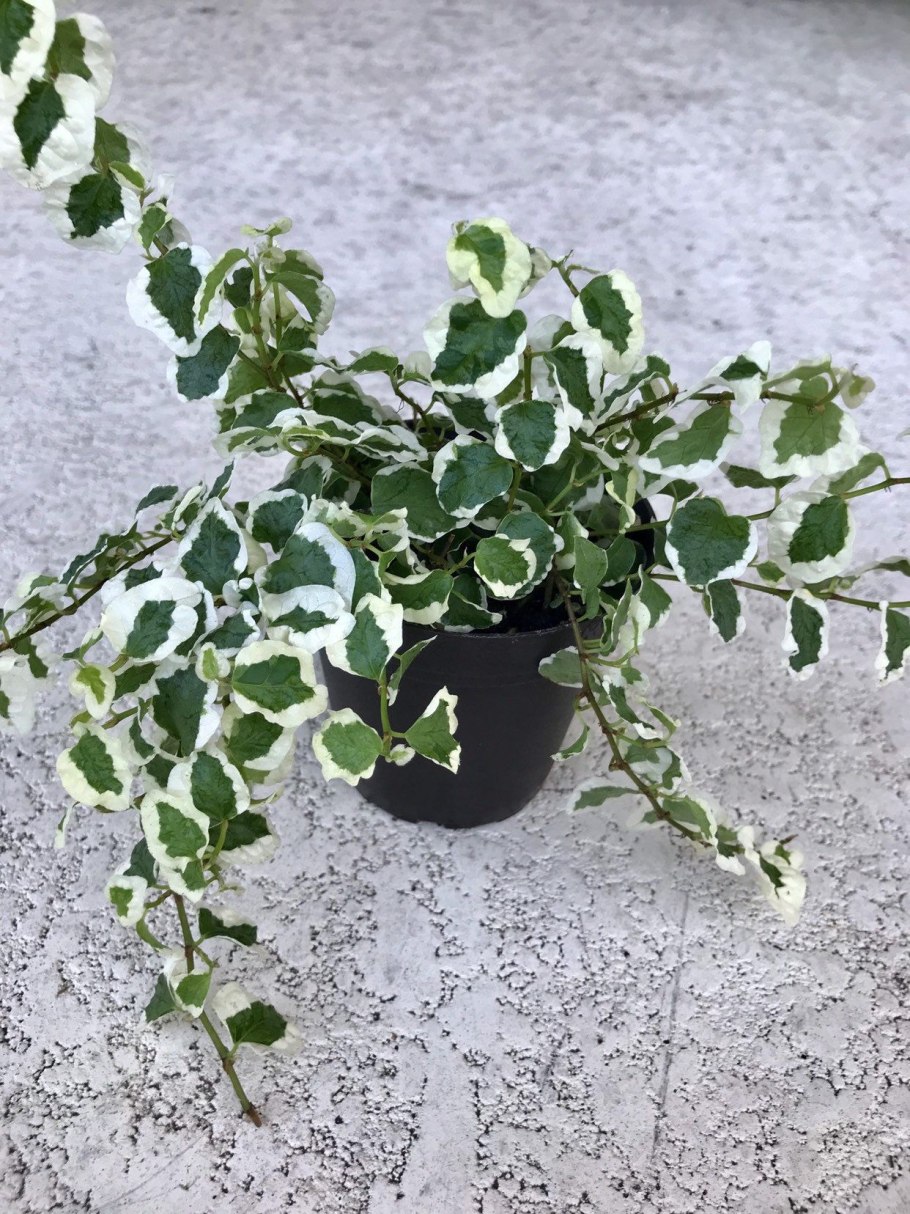 Фикус пумила вариегата