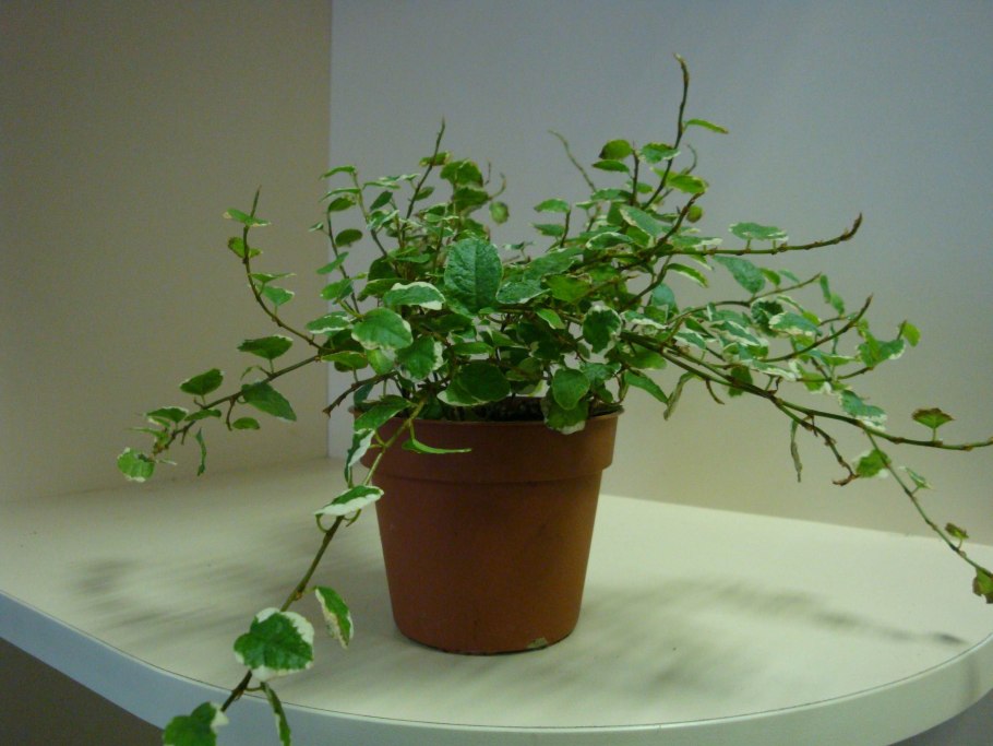 Фикус плакучая Ива