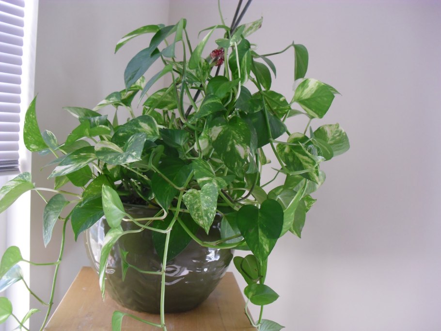 Филодендрон Scandens