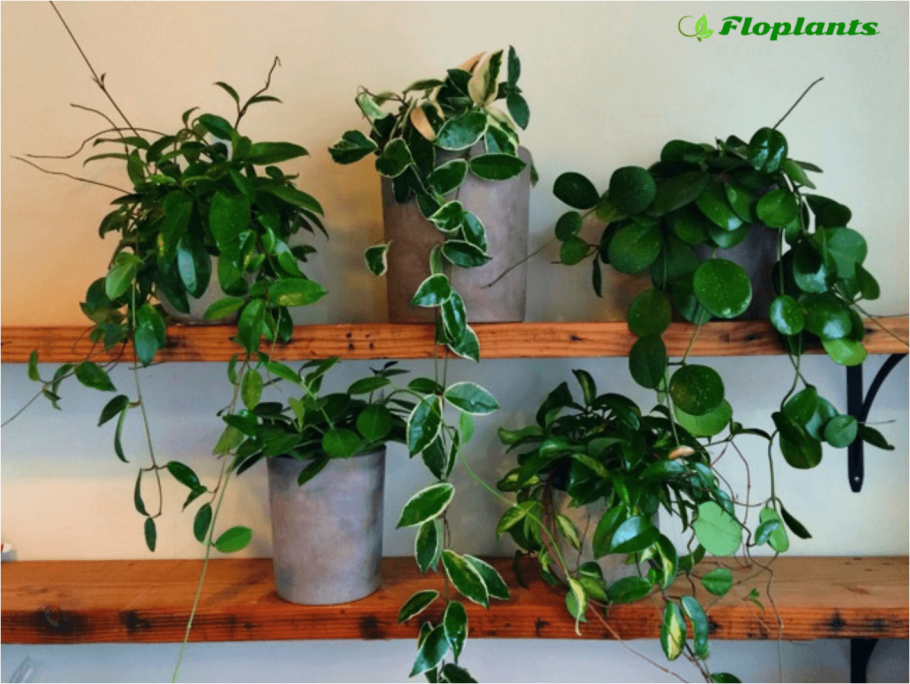 Дисхидия ампельная