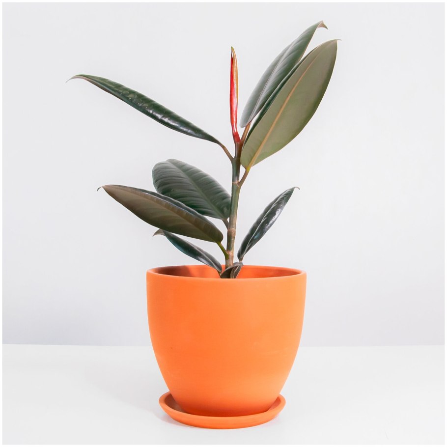 Популярные комнатные цветы 2021