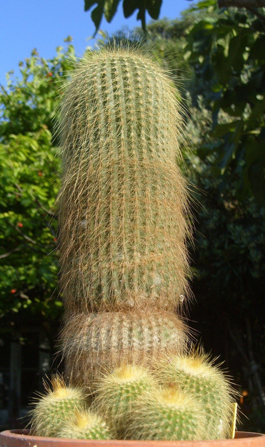 Кактус пародия Ленингхауза