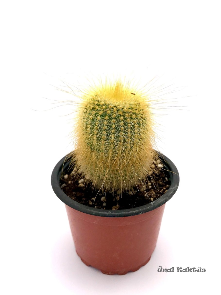 Эриокактус Ленингхауза