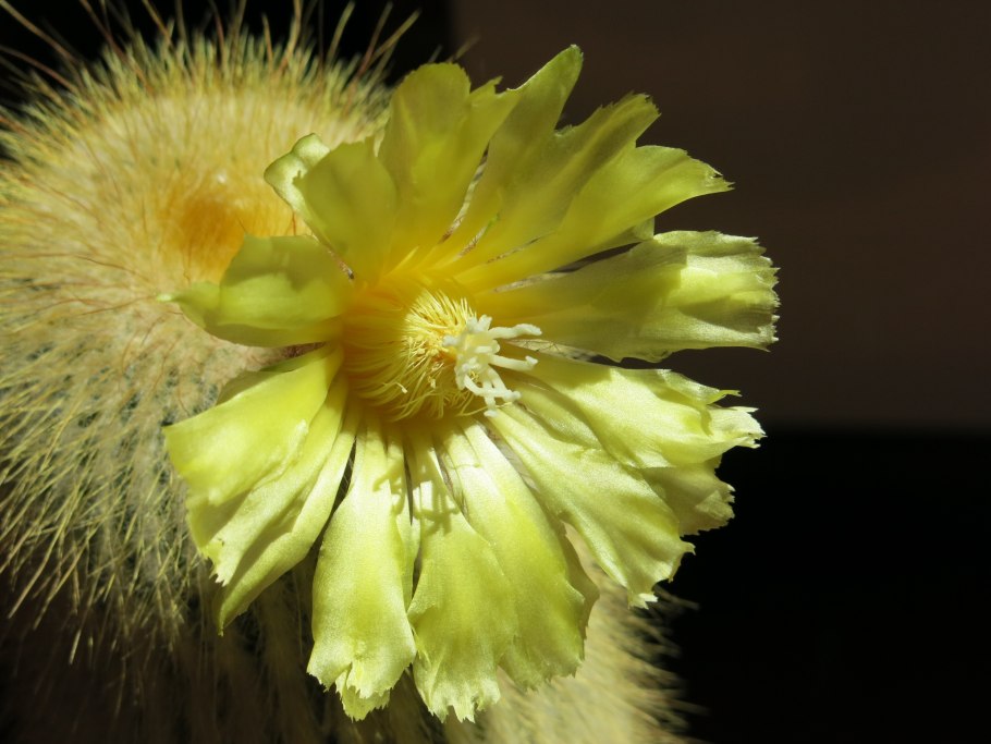 Нотокактус Ленингхауза цветение