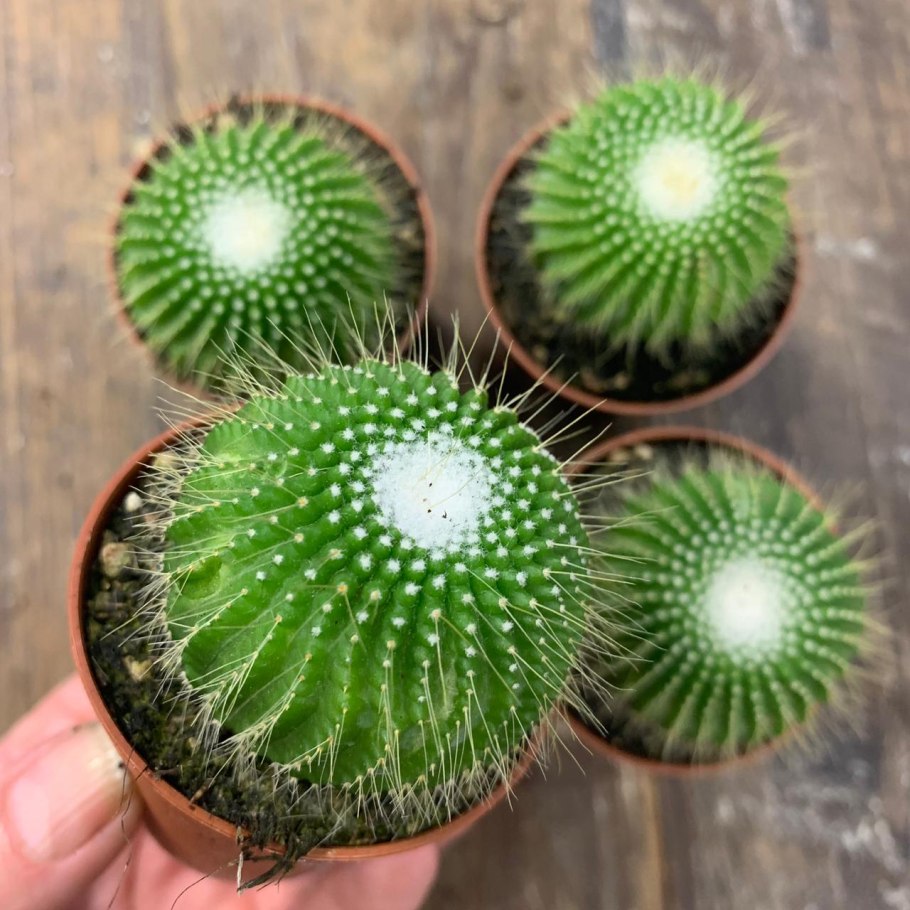 Eriocactus leninghausii