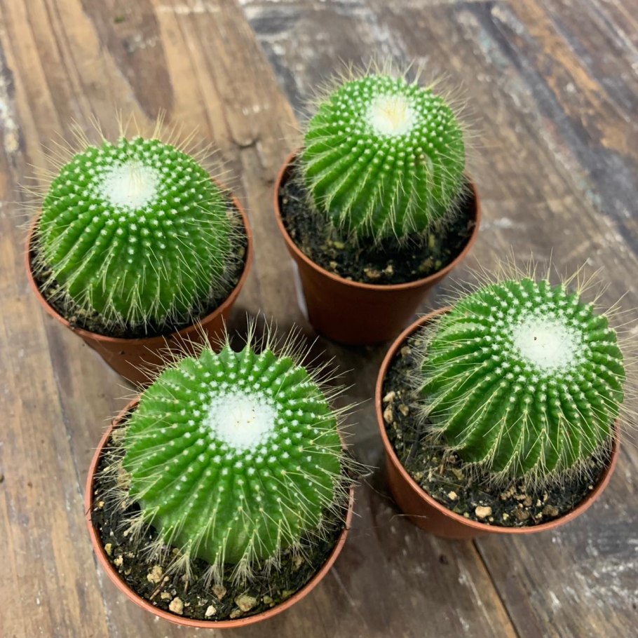 Нотокактус Ленингхауза инермис