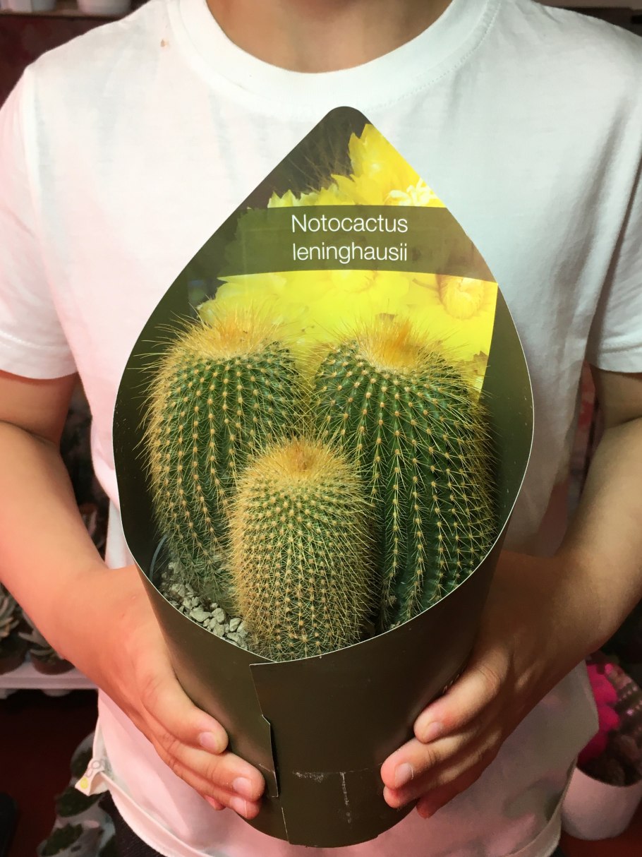 Кактус микс Нотокактус